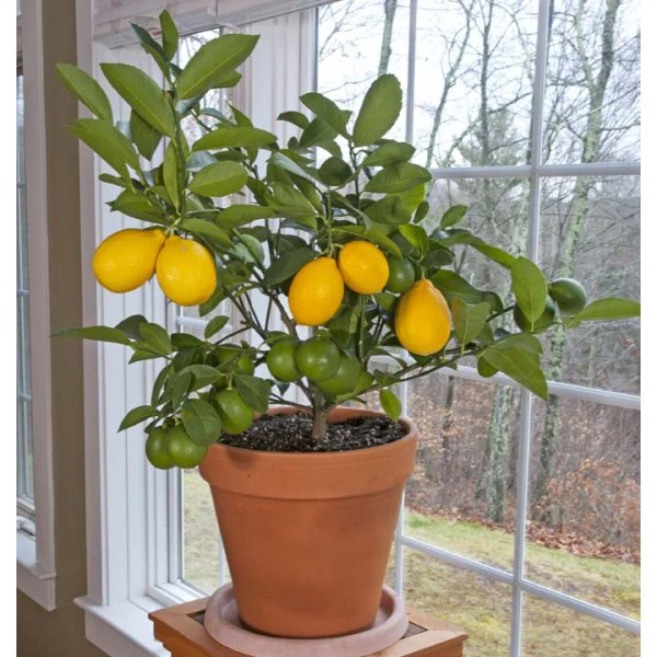 LEMON MEYER 165MM - Image 2