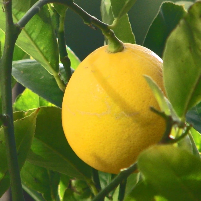 LEMON MEYER 165MM - Image 3