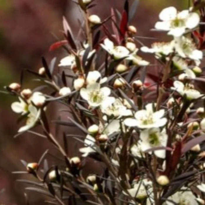 LEPTOSPERMUM BURGUNDY