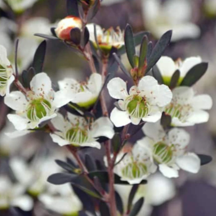 LEPTOSPERMUM BURGUNDY - Image 2