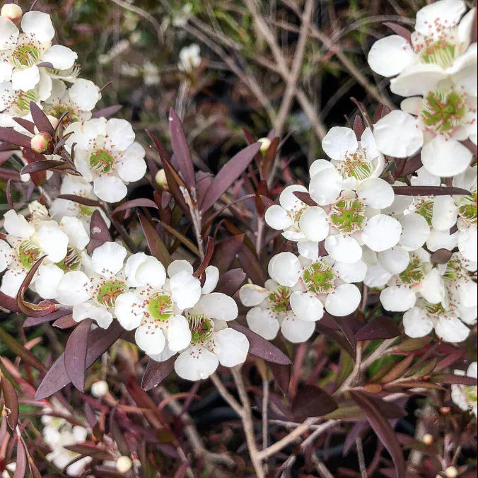 LEPTOSPERMUM COPPER GLOW