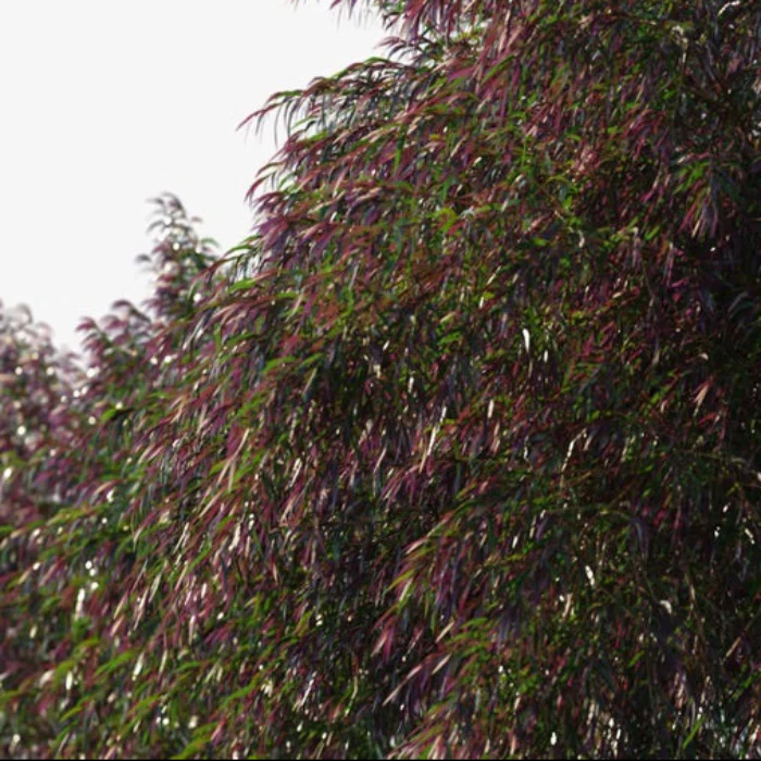 LEPTOSPERMUM COPPER GLOW - Image 2