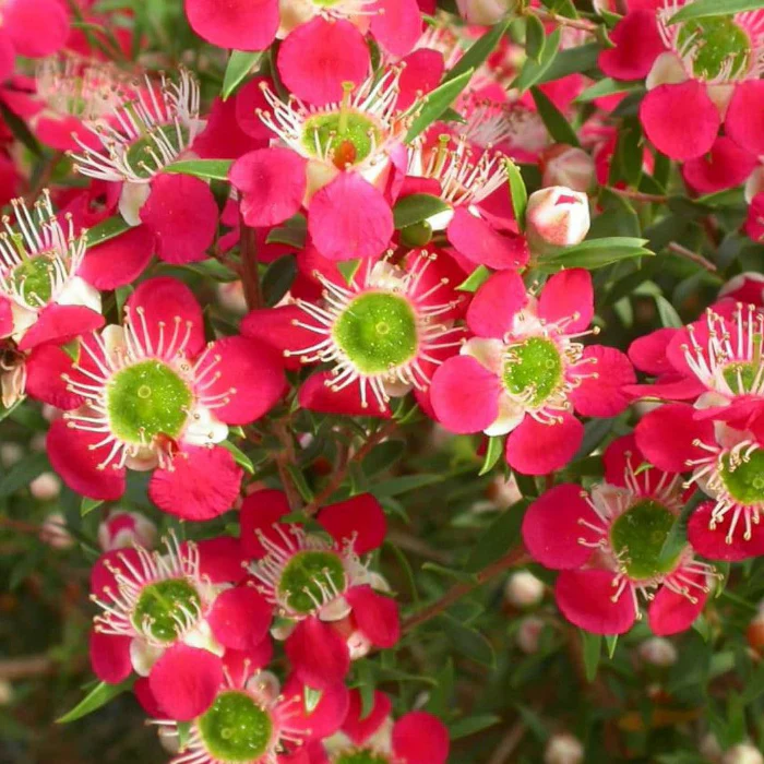 LEPTOSPERMUM OUTRAGEOUS 140MM