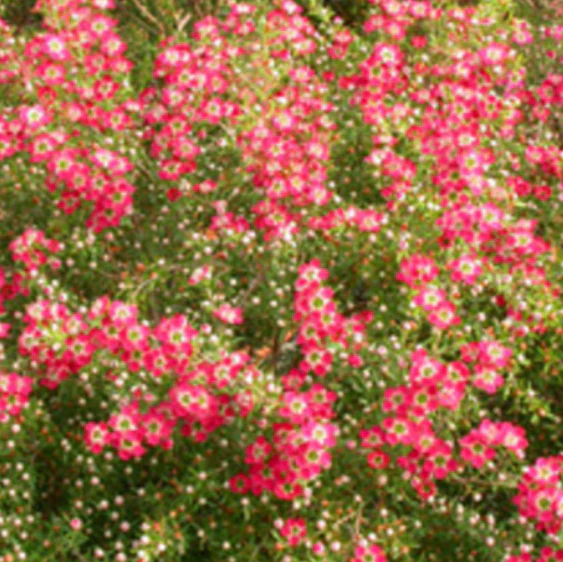 LEPTOSPERMUM OUTRAGEOUS 140MM - Image 2
