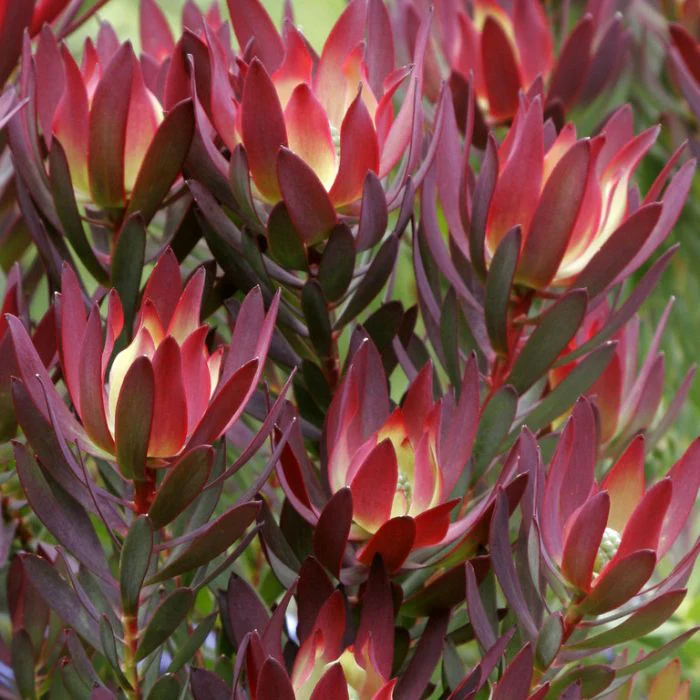 LEUCADENDRON DEVILS BLUSH