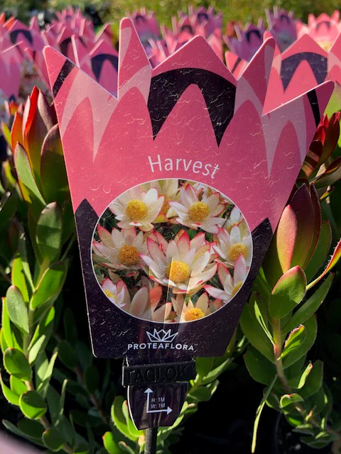 LEUCADENDRON HARVEST - Image 2