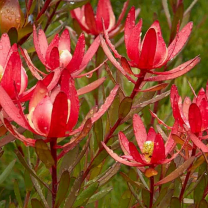 LEUCODENDRON SAFARI SUNSET