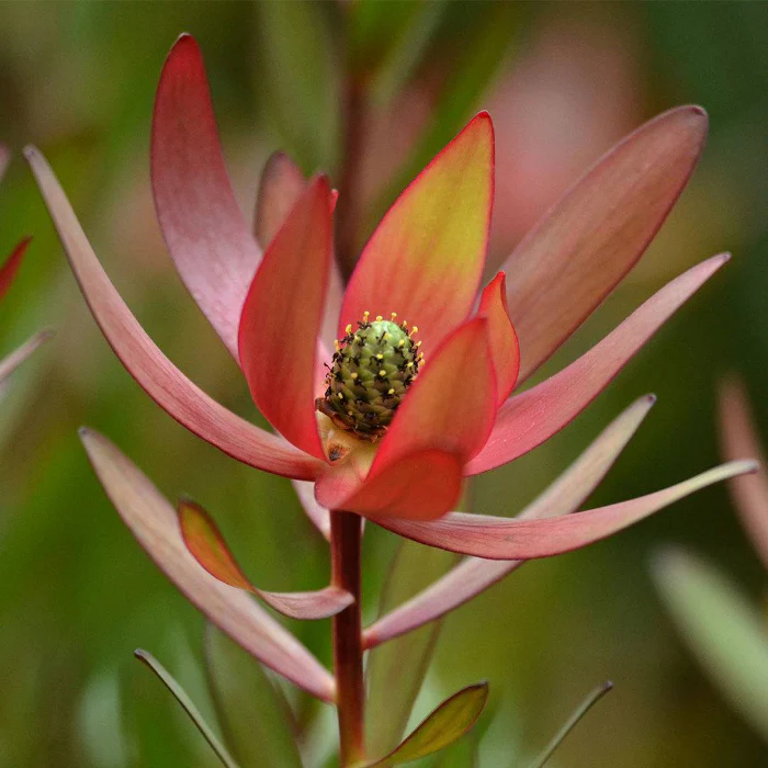 LEUCODENDRON SAFARI SUNSET - Image 2
