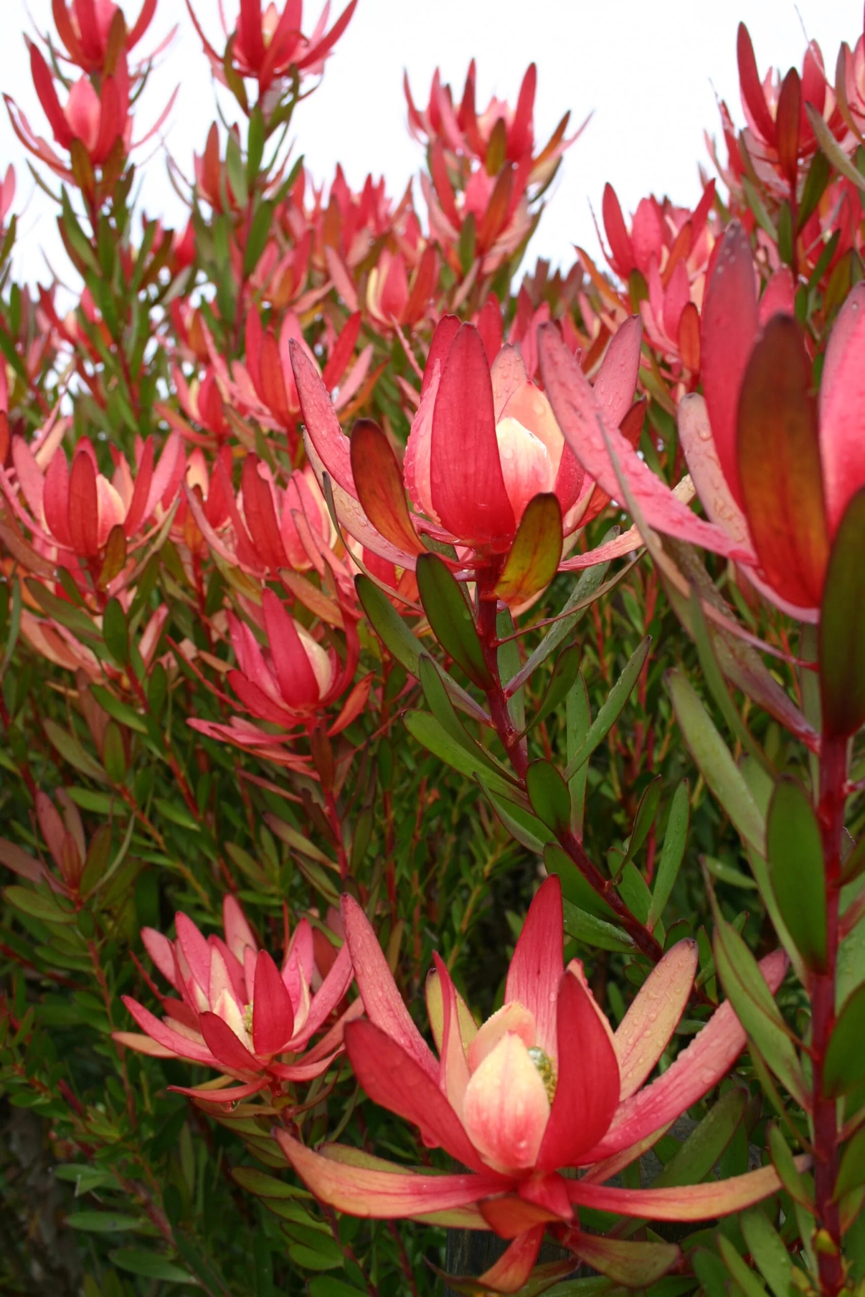 LEUCODENDRON SAFARI SUNSET - Image 4