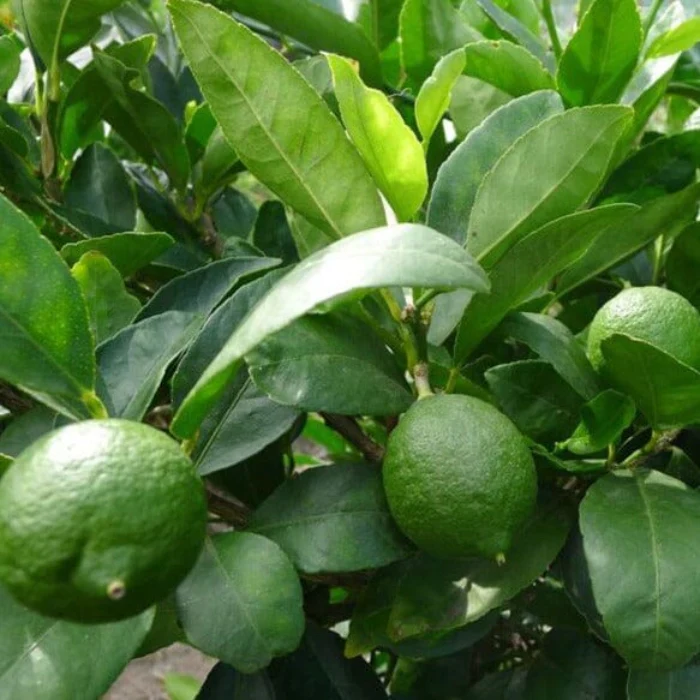LIME TAHITIAN DWARF P/S 150MM - Image 3
