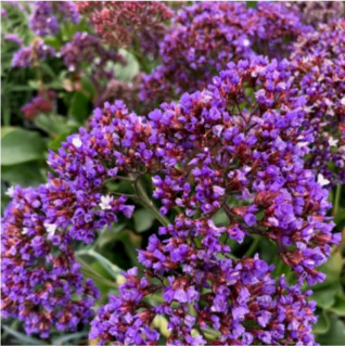 LIMONIUM BLUE / PURPLE STATICE