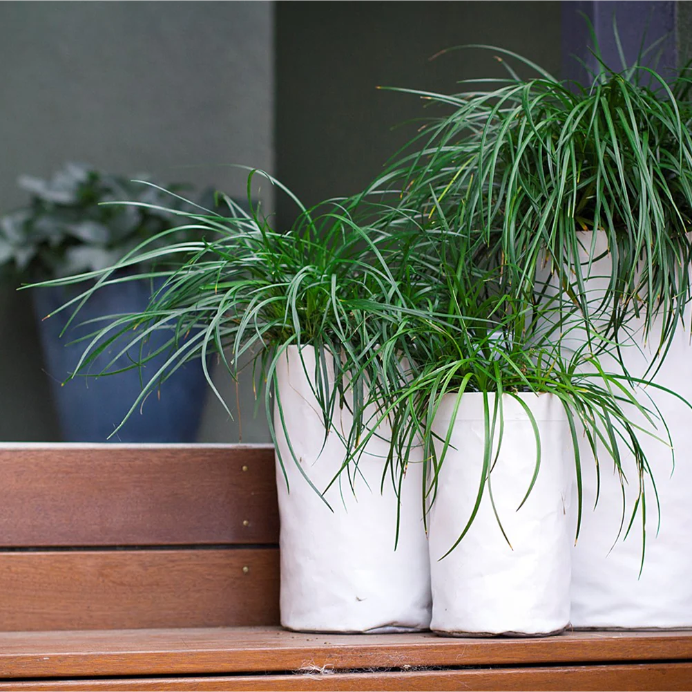LIRIOPE EMERALD CASCADE - Image 2