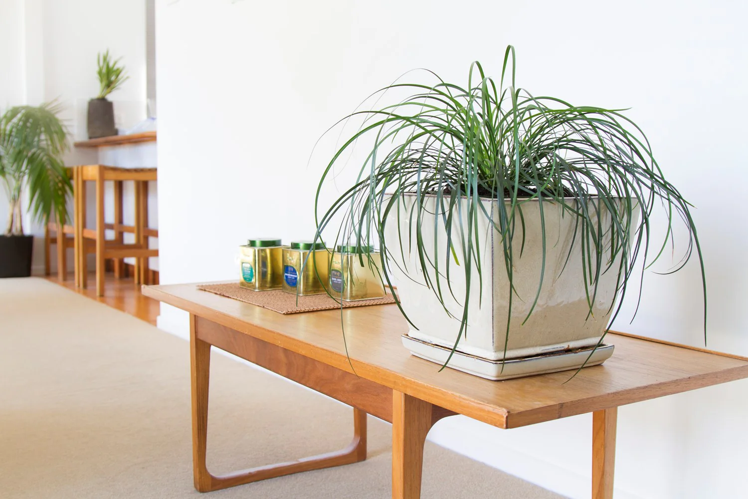 LIRIOPE EMERALD CASCADE - Image 3