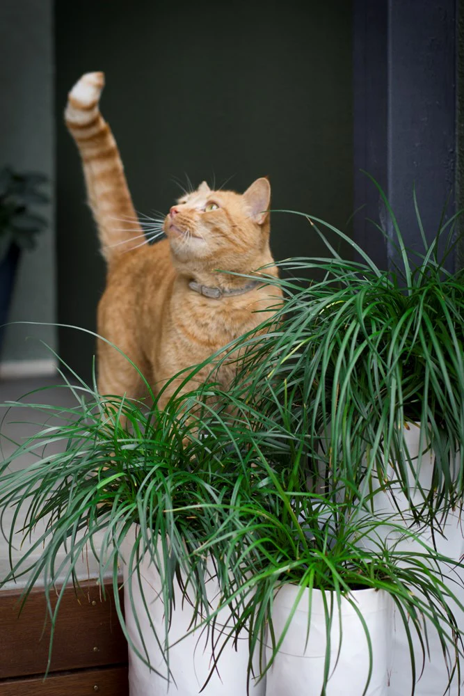 LIRIOPE EMERALD CASCADE - Image 4