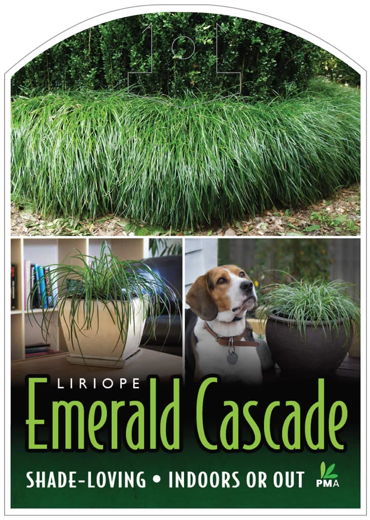 LIRIOPE EMERALD CASCADE - Image 5