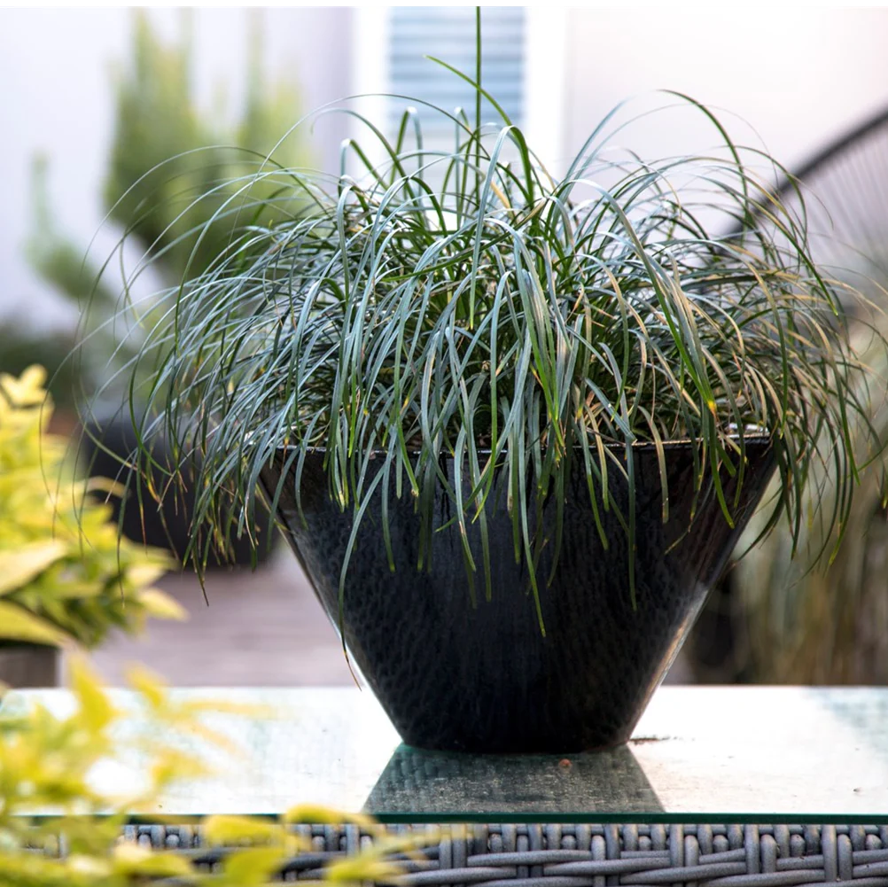 LIRIOPE EMERALD CASCADE - Image 6