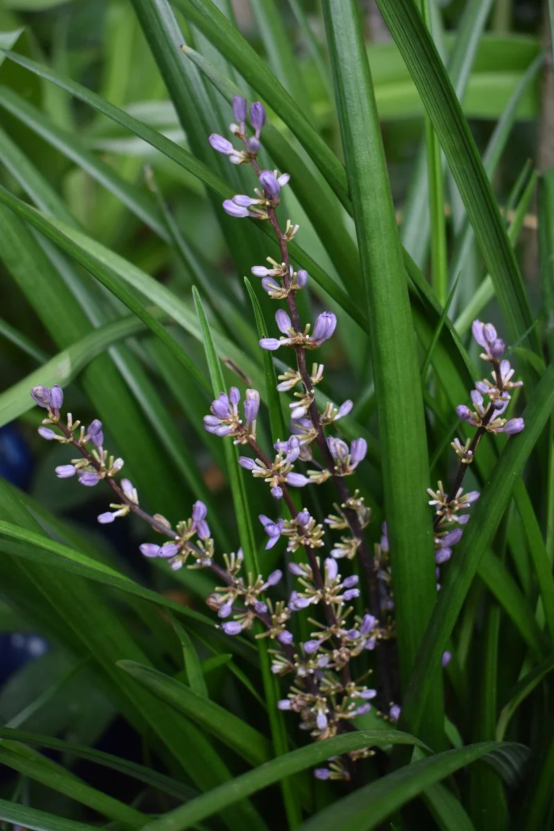 LIRIOPE EVERGREEN GIANT - Image 3