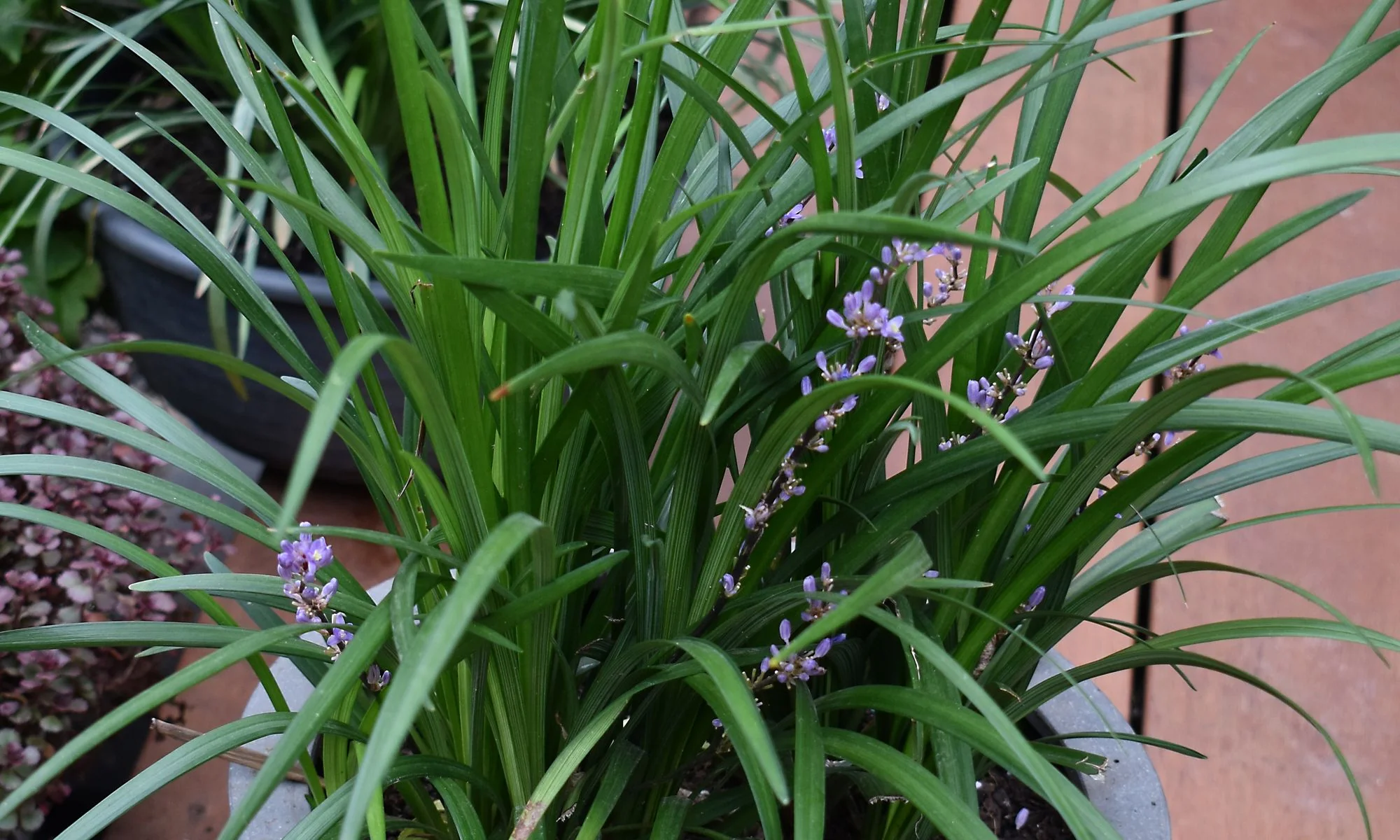 LIRIOPE EVERGREEN GIANT - Image 4