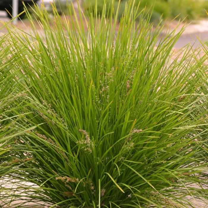 LOMANDRA LIME TUFF - Image 3