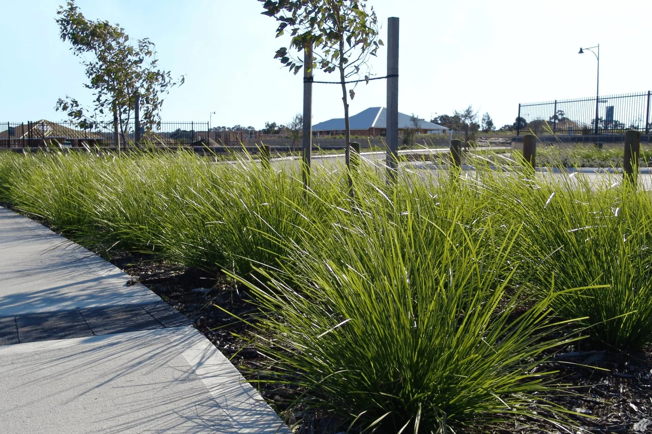 LOMANDRA TANIKA - Image 3