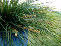 LOMANDRA TANIKA - Image 4