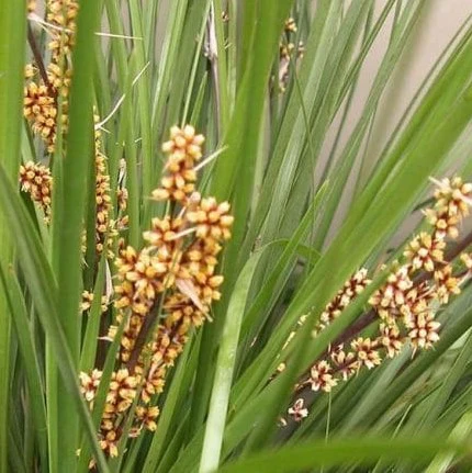LOMANDRA TANIKA - Image 5