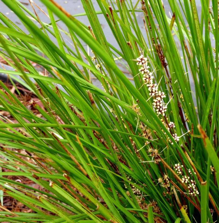 LOMANDRA TANIKA - Image 6