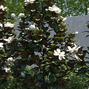 MAGNOLIA LITTLE GEM 300MM POT - Image 3