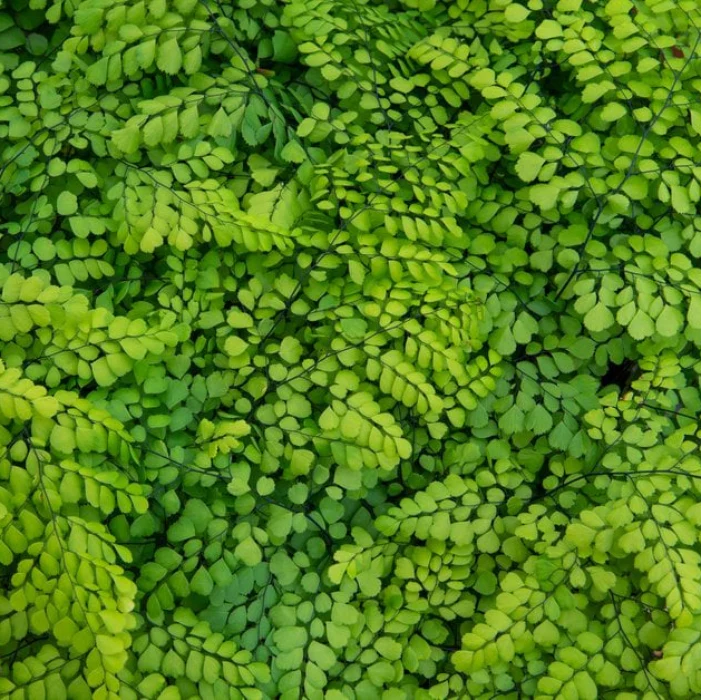 MAIDENHAIR FERN 200MM