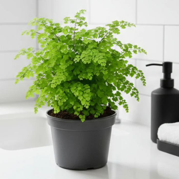 MAIDENHAIR FERN 200MM - Image 2