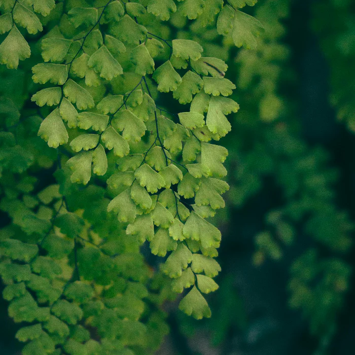 MAIDENHAIR FERN 200MM - Image 3