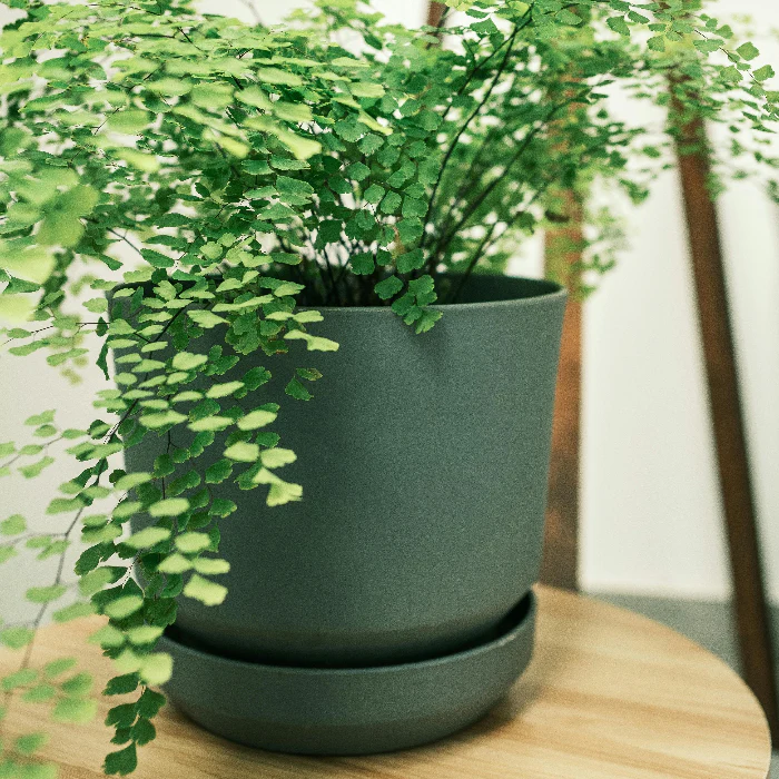 MAIDENHAIR FERN 200MM - Image 4