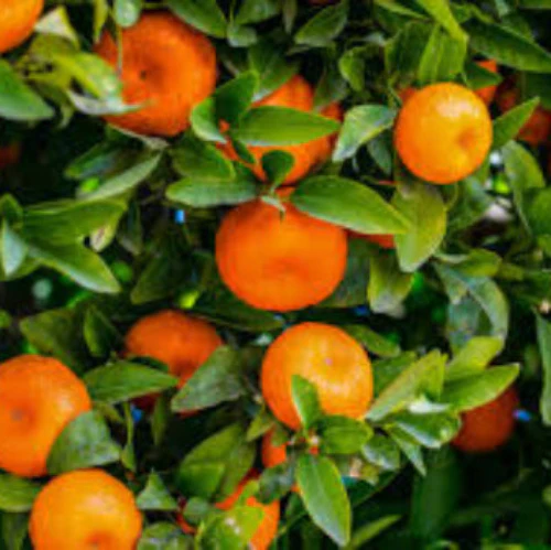 MANDARIN CLEMENTINE 165MM - Image 4
