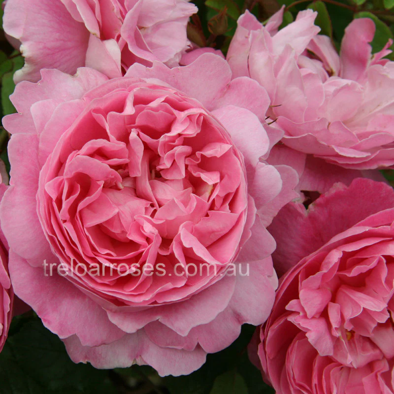 PRE ORDER - MARY ROSE DA - Bare Rooted
