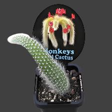 MONKEY TAIL CACTUS 7cm - Image 2