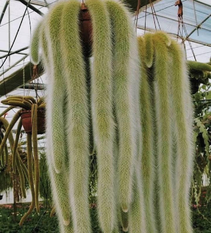 MONKEY TAIL CACTUS 7cm - Image 3