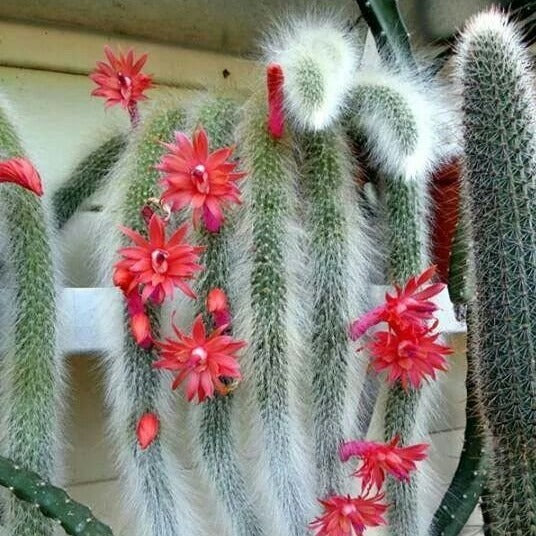 MONKEY TAIL CACTUS 7cm - Image 4