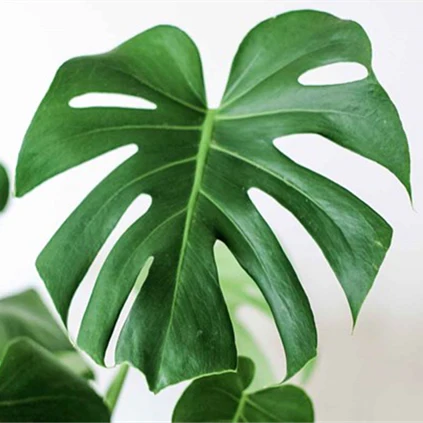 MONSTERA DELICIOSA 130MM - Image 2
