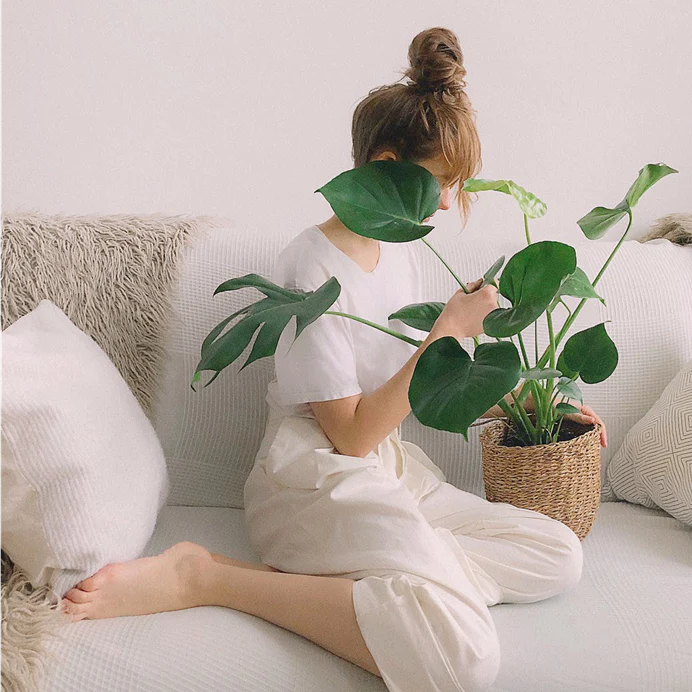 MONSTERA DELICIOSA 130MM - Image 3