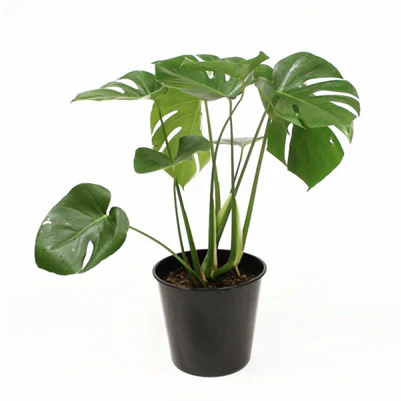 MONSTERA DELICIOSA 130MM - Image 4