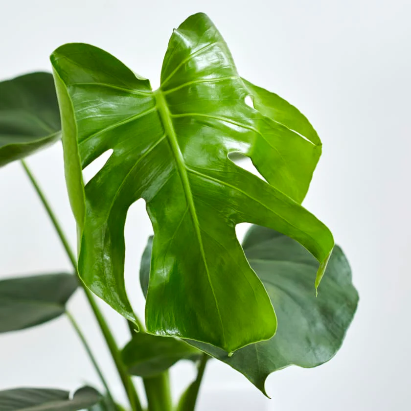 MONSTERA DELICIOSA 180mm - Image 3
