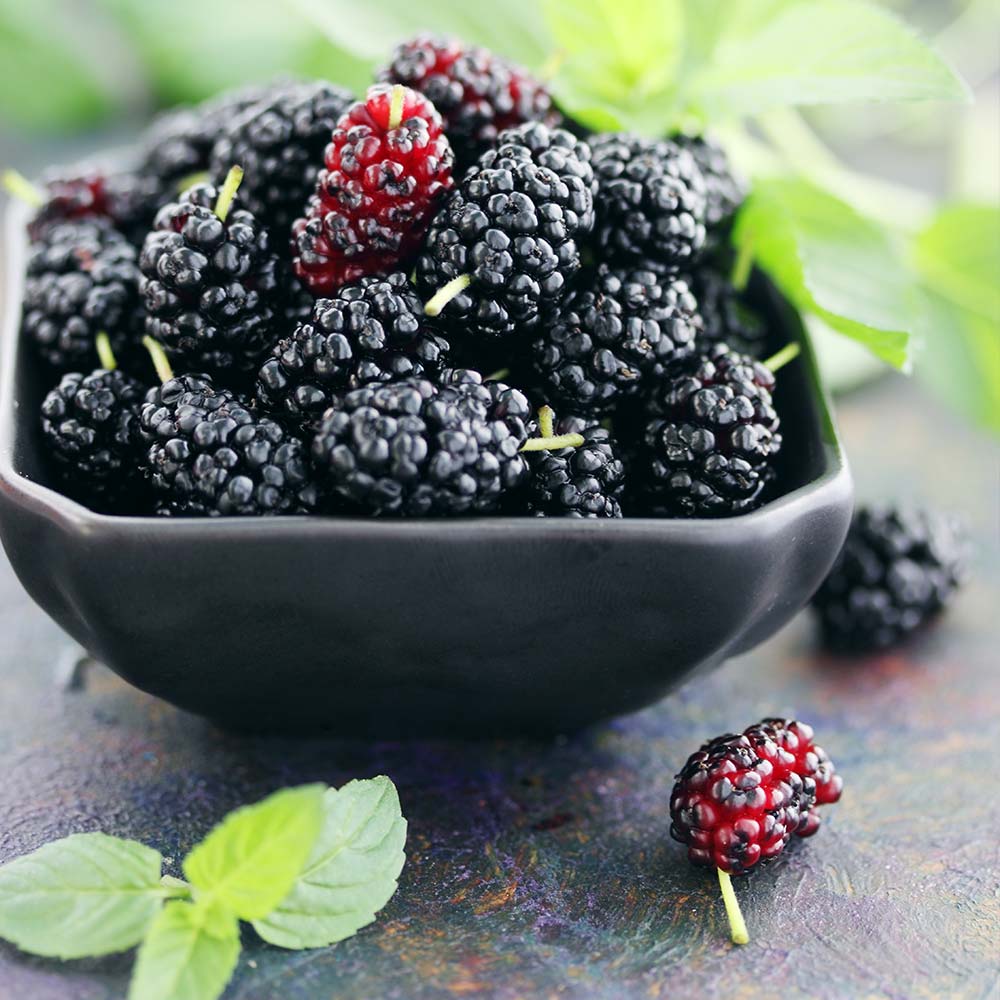 DWARF BLACK MULBERRY - Image 2
