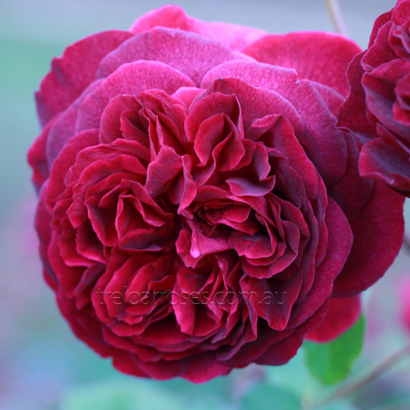 PRE ORDER - STD MUNSTEAD WOOD DA - Bare Rooted