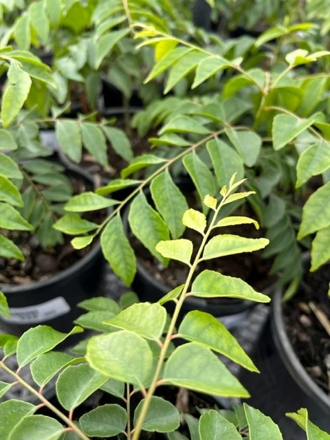 MURRAYA CURRY LEAF TREE 140MM - Image 3