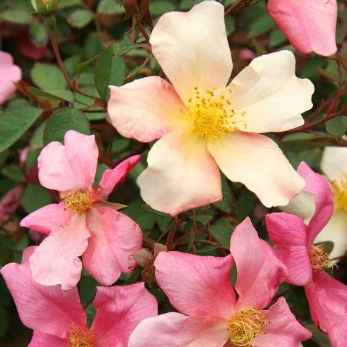 PRE ORDER - MUTABILIS - Bare Rooted
