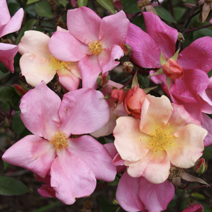 PRE ORDER - MUTABILIS - Bare Rooted - Image 2