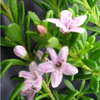MYOPORUM PINK/WHITE - Image 3