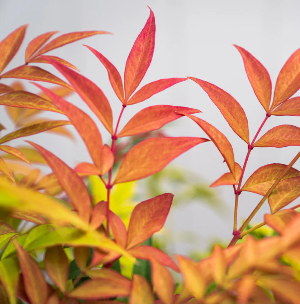 NANDINA MAGICAL DAYBREAK - Image 3