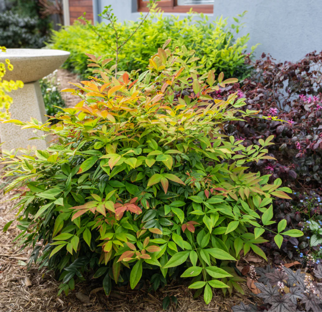 NANDINA MAGICAL DAYBREAK - Image 4