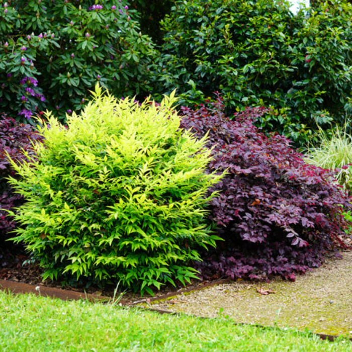 NANDINA MAGICAL LEMON LIME 140MM